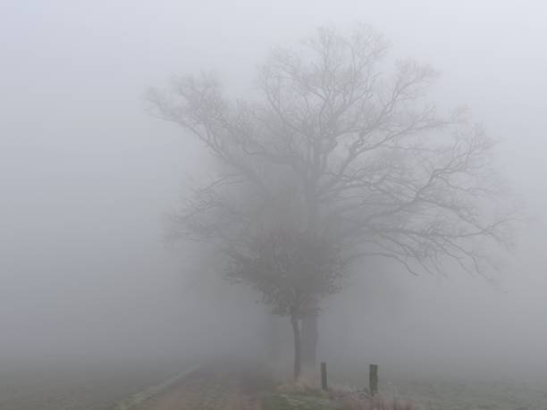 A German oak tree stands mystically and massively in the fog.