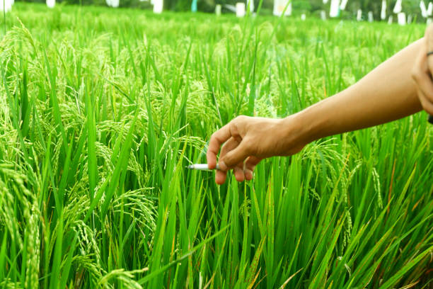 istock someone's hand is holding a cigarette with a green rice background 2197363992