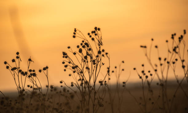 istock Wild field plant at winter sunset 2197364006