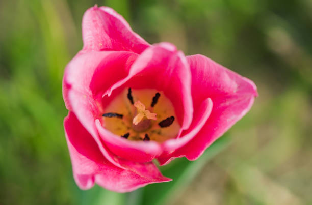 Blooming pink varietal tulip in a flower bed
