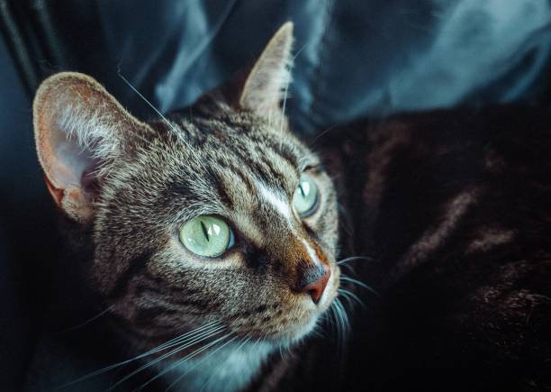 istock Close-up of a tabby cat with green eyes. 2197364891