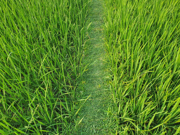 Dirt Road Grass Growing in the Middle Background