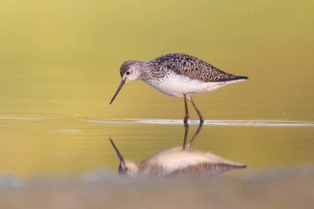 istock Shorebird Marsh Sandpiper Tringa stagnatilis bird with long beak, standing in the mud, blurred background, migratory bird, summer in north part of Poland, Europe 2197366173