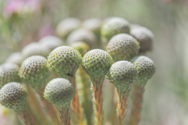 Close-up of a Brunia flower bud bouquet