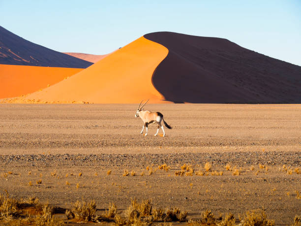 istock A gemsbok antelope walks gracefully in front of a towering dune 2197366990