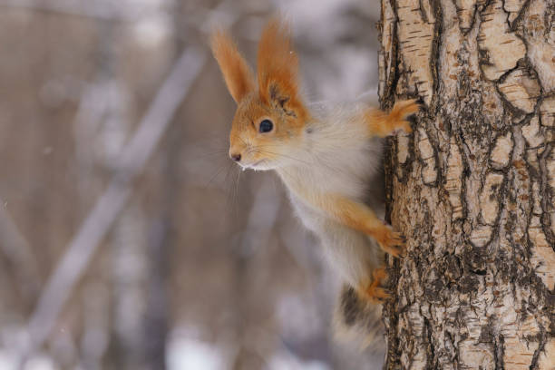 istock squirrel in winter color runs through a tree, a squirrel in the forest, a winter squirrel looks at the camera 2197367020