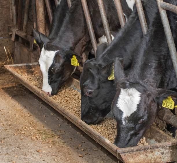 istock Calves at feeding gate eating silage at the farm. 2197367126