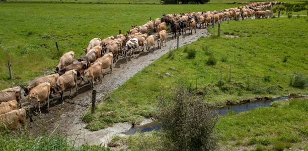 Cows walking towards the farm milking stable in a long row. Cattle breeding at a dairy farm in New Zealand
