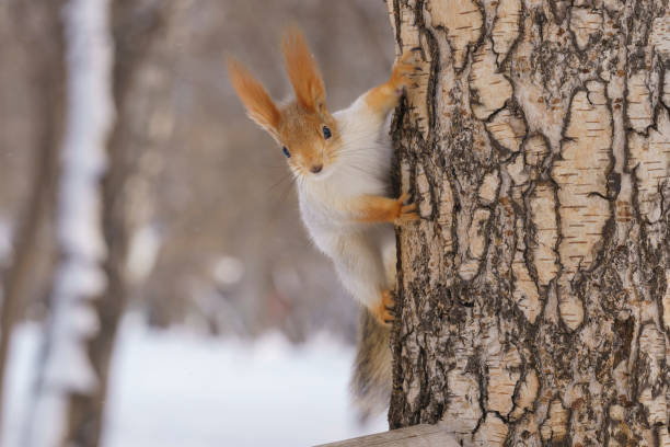 istock squirrel in winter color runs through a tree, a squirrel in the forest, a winter squirrel looks at the camera 2197367236