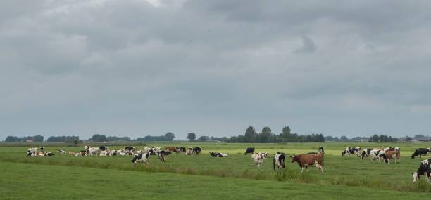 istock Cows grazing in meadow at Staphorst Overijssel. 2197367307