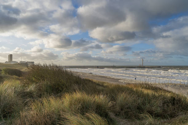 Coastal sand dunes with marram grass near the beach
