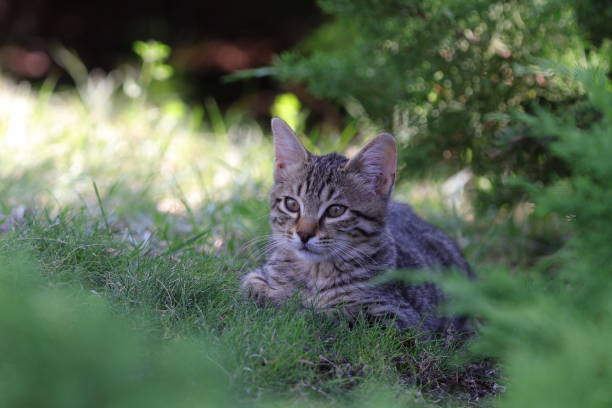 istock Close-up of cat resting on grass 2197369371