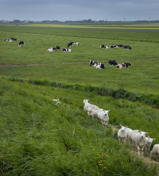 istock Cows grazing in the polder in North Holland 2197369611
