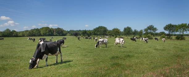 istock Dairy cows grazing in fresh grass in Dutch meadows. 2197369803