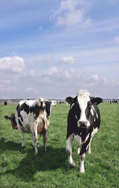 istock Dairy cows grazing in fresh grass in Dutch meadows. 2197369974