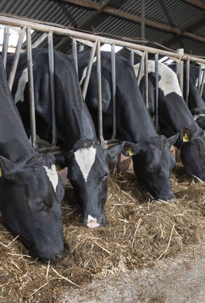 istock Dairy cows eating silage at feeding gate in modern Dutch stable 2197373645
