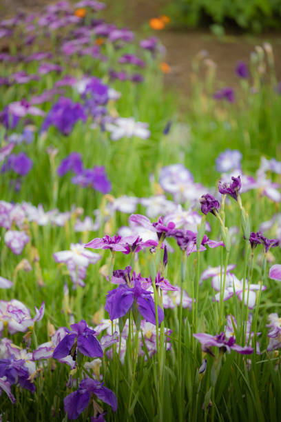 Blossoming Iris Flower in the Garden