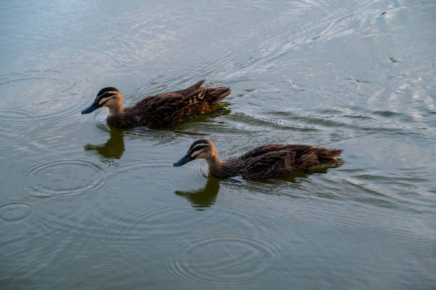 Ducks on a lake in regional Victoria