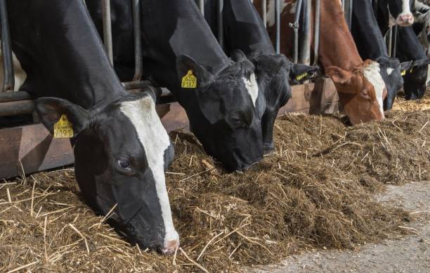 istock Dairy cows eating silage at feeding gate in modern Dutch stable 2197373767
