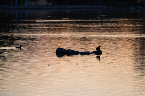 Silhouette of birds on a lake
