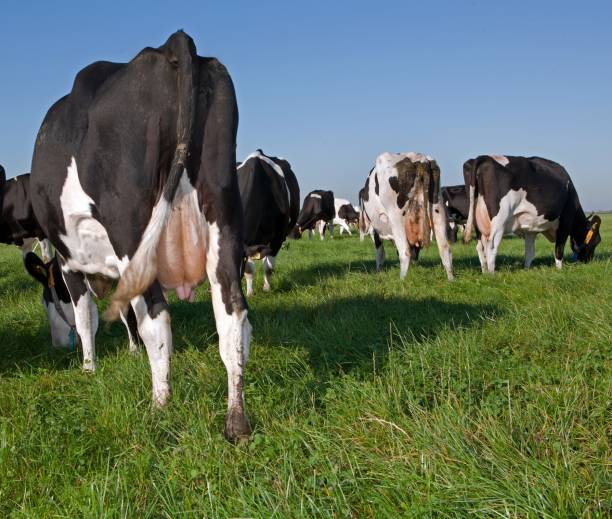 istock Dairy cattle grazing in fresh grass in a Dutch meadow. 2197374472