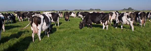 istock Dairy cattle grazing in fresh grass in a Dutch meadow. 2197374476