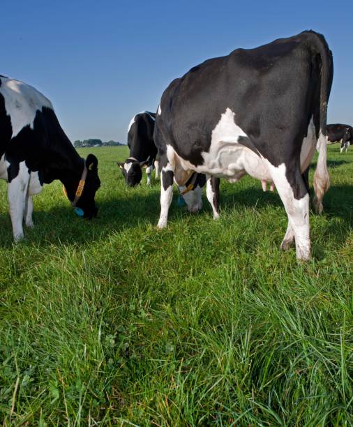 istock Dairy cattle grazing in fresh grass in a Dutch meadow. 2197374484