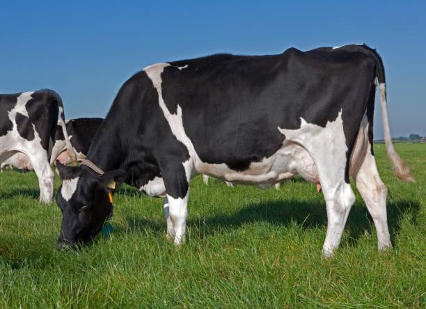 istock Dairy cattle grazing in fresh grass in a Dutch meadow. 2197374587
