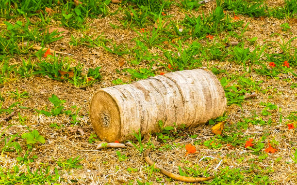 istock Sawed off palm stump lying on lawn in Tulum Mexico. 2197374600