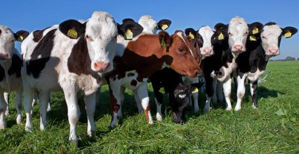 istock Dairy cattle grazing in fresh grass in a Dutch meadow. 2197374754