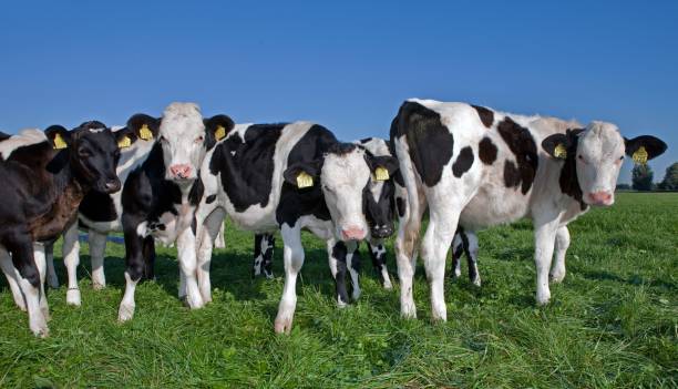 istock Dairy cattle grazing in fresh grass in a Dutch meadow. 2197374854