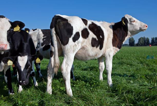 istock Dairy cattle grazing in fresh grass in a Dutch meadow. 2197374855