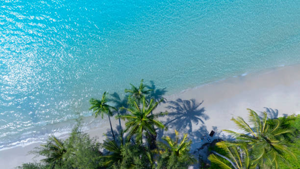 istock The tropical  white sand beach with  Aqua waves and coconut palm tree as shadow on blue background. 2197374896