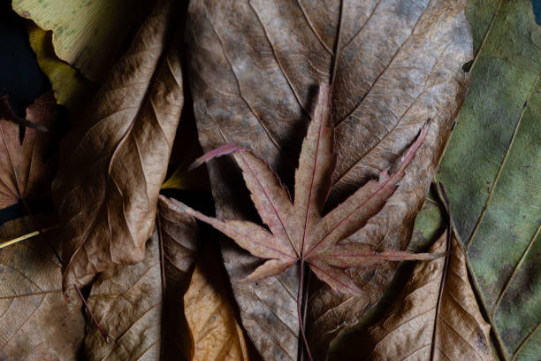 Beautiful background of fallen leaves