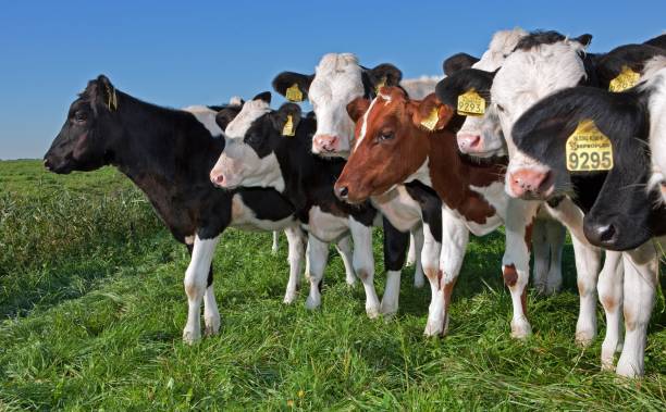 istock Dairy cattle grazing in fresh grass in a Dutch meadow. 2197375228