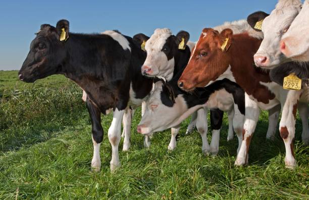 istock Dairy cattle grazing in fresh grass in a Dutch meadow. 2197375230