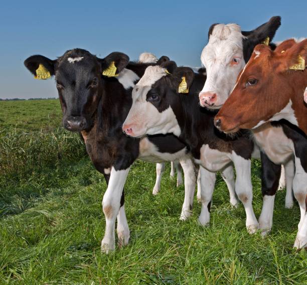 istock Dairy cattle grazing in fresh grass in a Dutch meadow. 2197375233