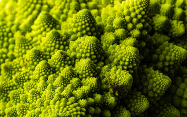 Vegetables: Romanesco Cauliflower Broccoli Close -up.