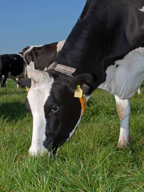 istock Dairy cattle grazing in fresh grass in a Dutch meadow. 2197375329