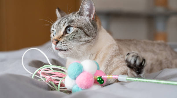istock Cute cat hugging his favorite toy 2197375524
