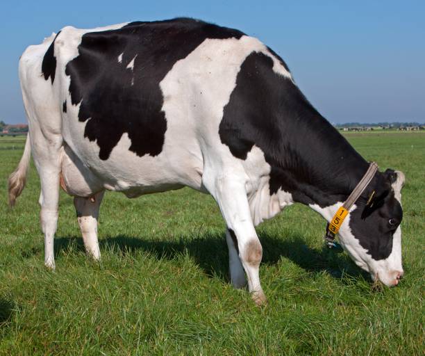 istock Dairy cattle grazing in fresh grass in a Dutch meadow. 2197375545