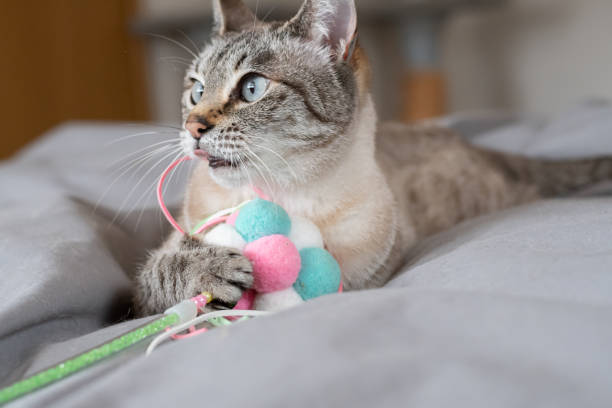 istock Cute cat hugging his favorite toy 2197375572