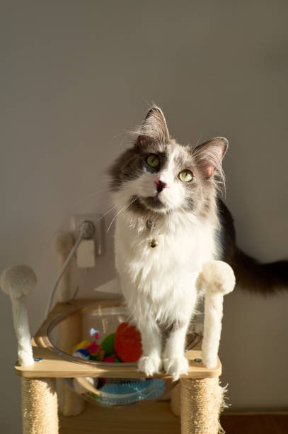Grey and white cat standing on its cat tree, looking curious at the camera