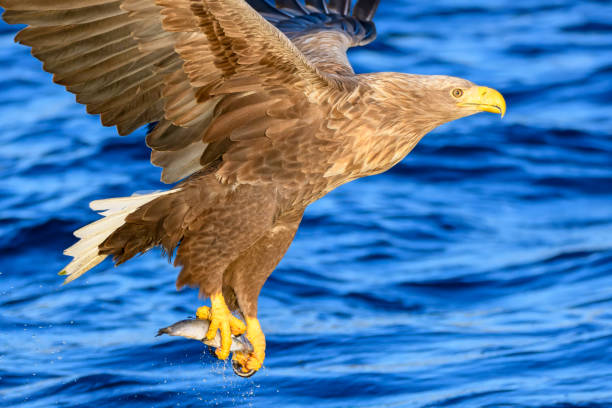 istock White-tailed eagle or sea eagle hunting in the sky over Northern Norway 2197379092