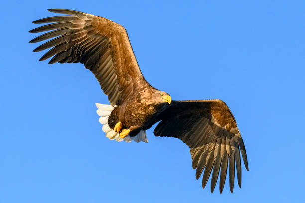 istock White-tailed eagle or sea eagle hunting in the sky over Northern Norway 2197379303