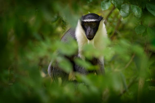istock Roloway guenon, Cercopithecus roloway, Ivory Coast, Ghana 2197379402
