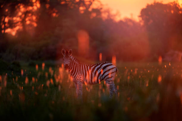 Wildlife, zebra sunset. Bloom flower grass with morning backlight on the meadow field with zebra, Okavago delta, Botswana in Africa. Sunset in the nature, widlife in Botswana. Africa Travel.