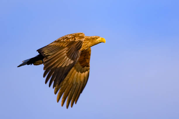 White-tailed eagle or sea eagle hunting in the sky over a Fjord near Vesteralen island in Northern Norway during a sunny winter morning.