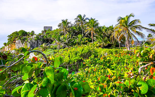 istock Tropical natural jungle forest palm trees Tulum Mayan ruins in Mexico. 2197379784