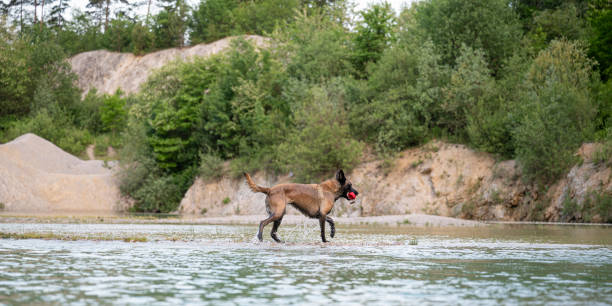 A sleek belgian malinois shepherd dog trots through shallow water, holding a red toy, surrounded by lush green trees and rocky cliffs. The scene captures the joy and energy of outdoor adventures in nature.